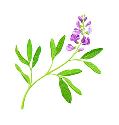 Medicago Sativa Or Alfalfa Plant Having Elongated