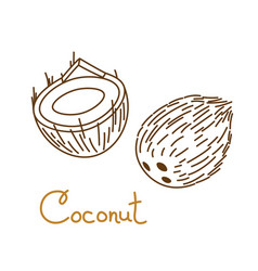 Coconut Coco Cocoanut Cokernut Hand Drawn