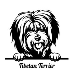 Tibetan Terrier Peeking Dog - Head Isolated