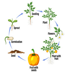 Life Cycle Of A Plant Diagram