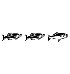 River Sardine Fish