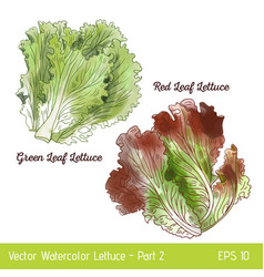 Watercolor Red And Green Leaf Lettuce