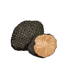 Black Truffle Mushroom Whole Truffle Tuber