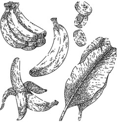 Banana Fruit Set Sketch Hand Drawn