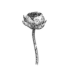 Flower Ranunculus Sketch Hand Drawn