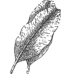 Leaf Banana Sketch Hand Drawn