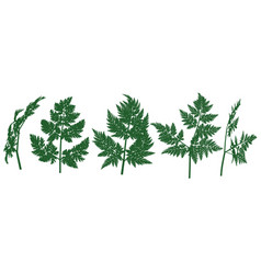 Hemlock Leaf Wild Plant