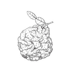 Sketch Of Bergamot Fruit Citrus Fruit