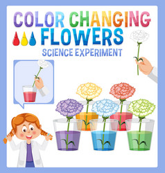 Color Changing Flowers Science Experiment