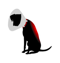 Dog With Elizabethan Collar And Pain In Back