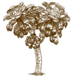 Engraving Antique Aeonium