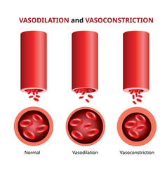 Printvasodilation And Vasoconstriction Blood