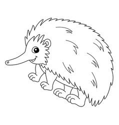 Echidna Animal Coloring Page Isolated For Kids