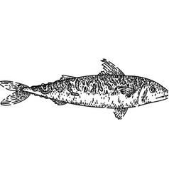 Mackerel Fish Sketch Hand Drawn