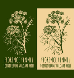 Drawing Florence Fennel Hand Drawn