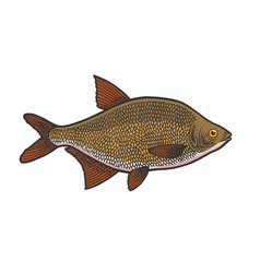 Bream Fish Color Sketch