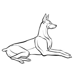 Drawing A Graceful Doberman Dog Lying Down