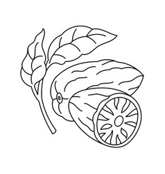 Nutmeg Spices Cooking Ingredient Line Icon