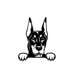 Doberman Peeking Dogs Breed Face Head Image