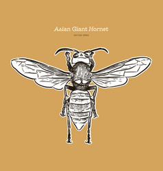 Giant Asian Hornet Hand Draw Sketch