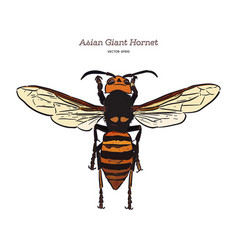 Giant Asian Hornet Hand Draw Sketch