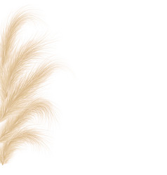 Dried Natural Pampas Grass Floral Ornamental