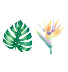 Watercolor Tropical Exotic Strelitzia And Monstera