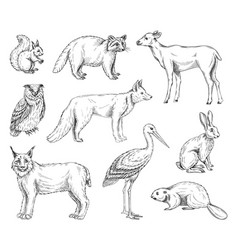 Animals Of Europe Set