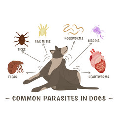 Common Parasites In Dogs Horizontal Poster