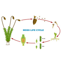 Biology Study Moss Plant Life Cycle Infographic