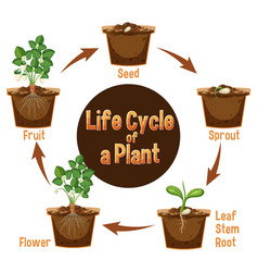 Life Cycle Of A Plant Diagram