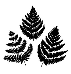 Black Fern Leaves Silhouettes