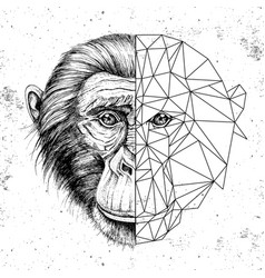 Hipster Animal Realistic And Polygonal Monkey