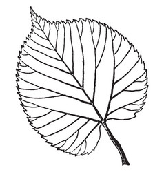 American Linden Leaf Vintage