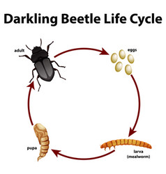 Diagram Showing Life Cycle Darkling Beetle