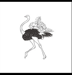 Ostrich With Peony On White Background