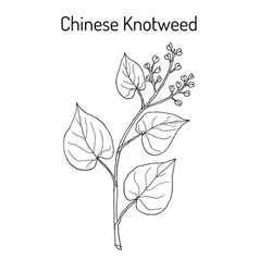 Chinese Knotweed Polygonum Multiflorum Fo-ti