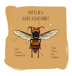 Giant Asian Hornet Hand Draw Sketch