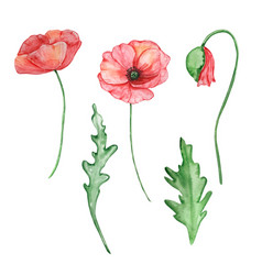 Watercolor Red Poppy August Month Birth Flower