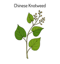 Chinese Knotweed Polygonum Multiflorum Fo-ti