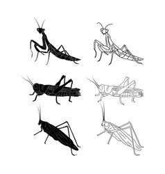 Grasshopper Icon