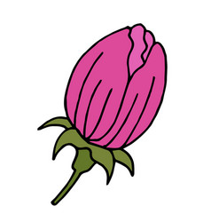 A Pink Flower Bud On White Background Image