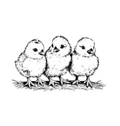 Cute Little Chicken Hand Drawn Ink Sketch