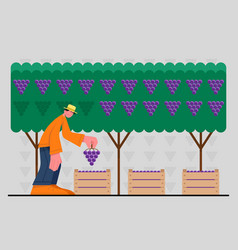 Male Standing In Garden And Picks Grapes In Boxes