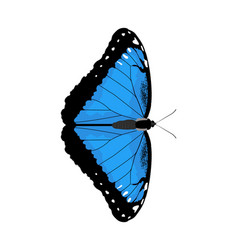 Morpho Peleides - Peleides Blue