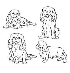 Cavalier King Charles Dog Image Silhouette