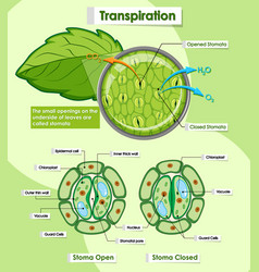 Diagram showing stem and root structure Royalty Free Vector