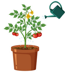 Watering Tomato Plant