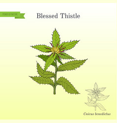 Blessed Thistle Cnicus Benedictus Medicinal