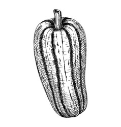 Fresh Marrow Sketch Hand-sketched Vegetable Healt